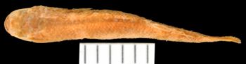 Media type: image;   Ichthyology 99089 Aspect: dorsal